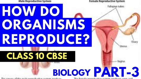 Image result for Video of How Humans Reproduce