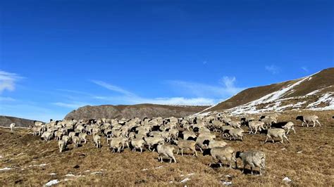 Sheep migration starts in Xinjiang's Tianshan Mountains - CGTN