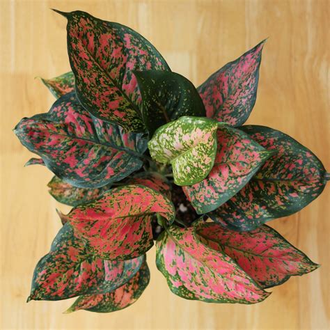 Aglaonema 'Anyamanee' - Red Heart Chinese Evergreen - 6 Inch ...