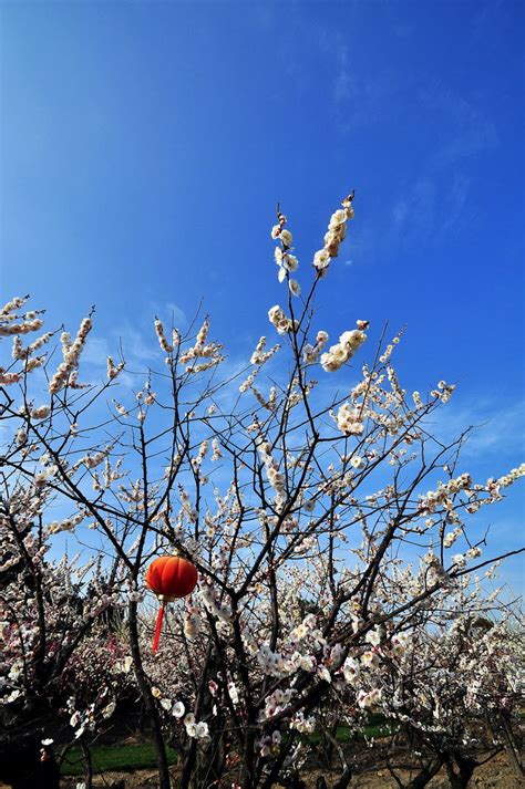 【上海的春天摄影图片】上海浦东世纪公园风光摄影_太平洋电脑网摄影部落