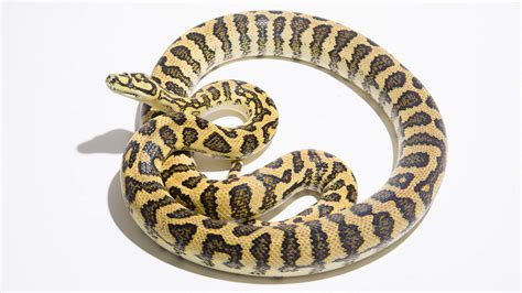 Image result for Jaguar Carpet Python