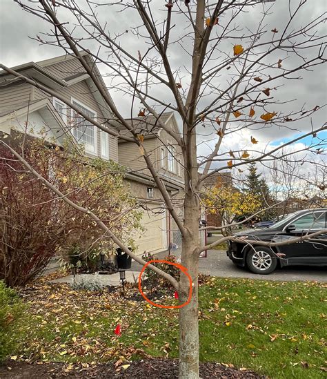 Should I prune this lower branch? (Circled in red) : r/arborists