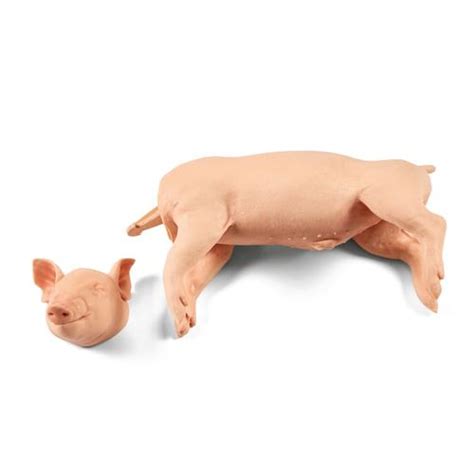 Captive Bolt Gun - Large 9 Piglet - 3B Scientific - veterinary ...