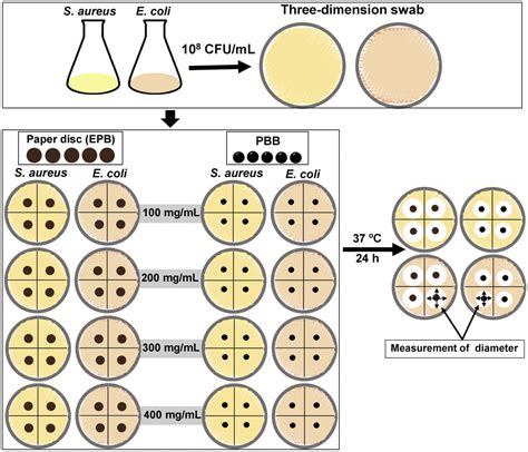 Antimicrobial Activity Test By Disc Diffusion Method at Dennis Raleigh blog