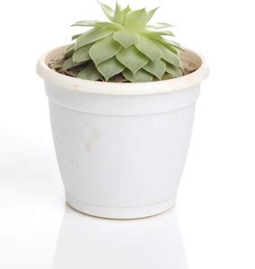 Indian Flora Sempervivum Calcareum Plant Price in India - Buy Indian ...