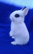 Image result for Cutest Bunny Rabbits