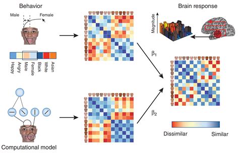 Stereotype 的图像结果