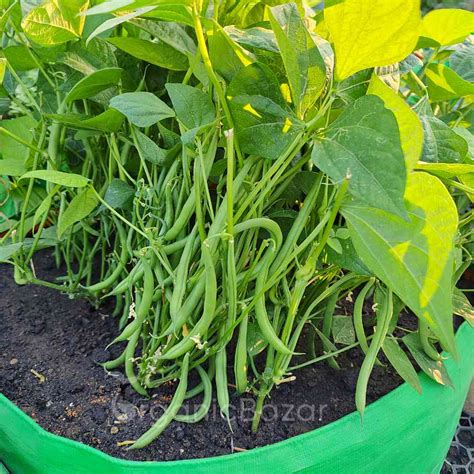 Buy Best Quality French Beans Bush Type Seeds Online - Organicbazar