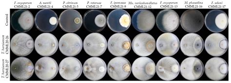 Fungi Associated with Postharvest Diseases of Sweet Potato Storage ...