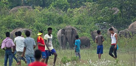 New Study Reveals Strategies to Mitigate Human-Elephant Conflict in ...
