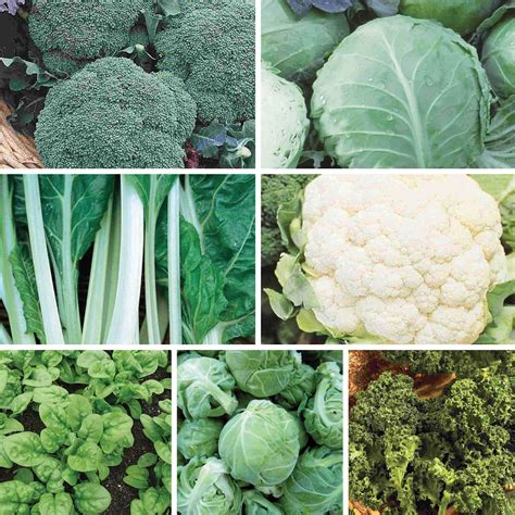 Cold Hardy Vegetable Seed Garden Bundle (7 Pack) | Ferry-Morse