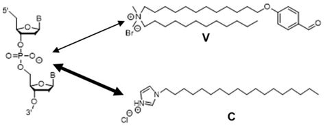 Colocalization Analysis of Lipo-Deoxyribozyme Consisting of DNA and ...