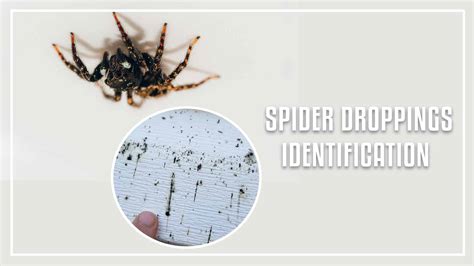 Spider Droppings Identification And Removal Process in 2025