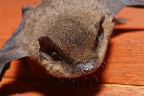 Image result for Bat Python Turtle