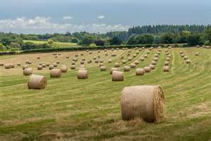 Hay Farming Essentials: A Comprehensive Guide to Growing Hay
