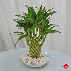 bambou en vase lucky bamboo plants in montreal bamboo gift the flower pot bambou en vase lucky bamboo plants in montreal bamboo gift the flower pot