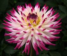 fiore con s file semi cactus dahlia quot match quot cultivar jpg wikimedia fiore con s file semi cactus dahlia quot match quot cultivar jpg wikimedia