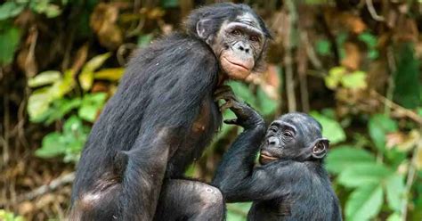 Primate Behavior 的图像结果