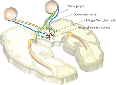 Understanding Visual Disorders through Correlation of Clinical and Radiologic Findings ...