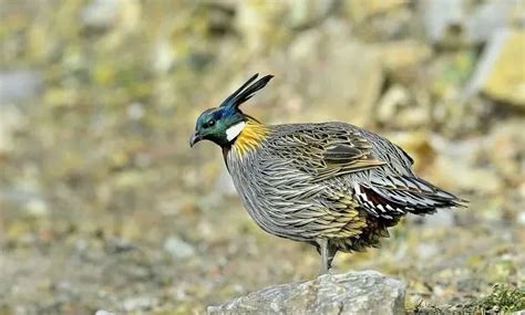 真美！广西梧州发现一级保护动物黄嘴白鹭 - 国际在线移动版