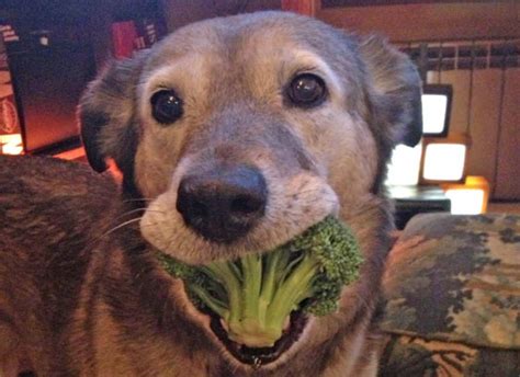 Can Dogs Eat Broccoli? - 5 Amazing Health Benefits