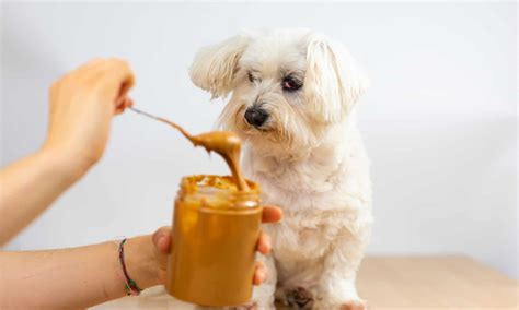 Can Dogs Eat Sugar? - A-Z Animals