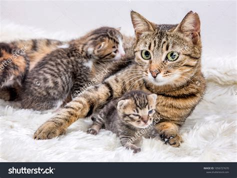 Mom Mother Cat Baby Cat Kitten Stock Photo 1056727670 | Shutterstock