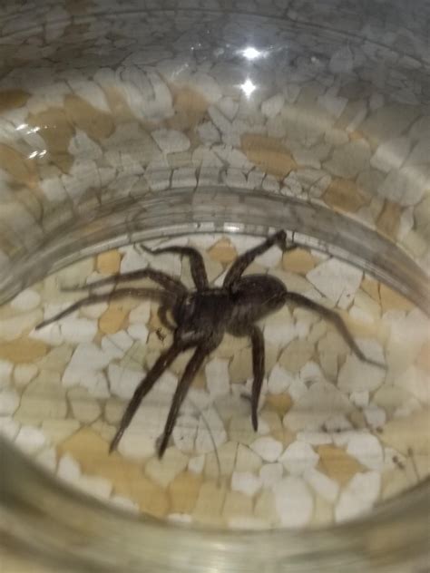 Found this bro scurrying across my kitchen floor in central Texas. Wolf ...