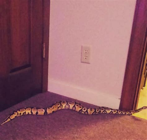Image result for Ball Python Not Eating
