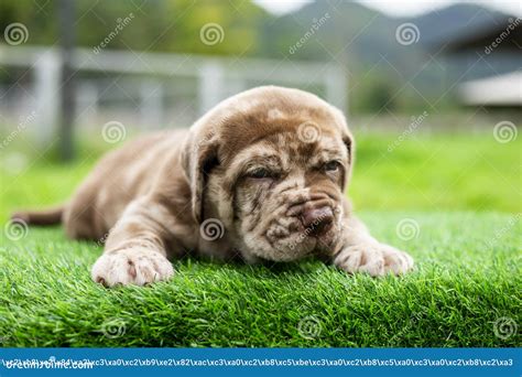 Neapolitan Mastiff Pitbull Mix Puppies