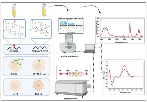 An Investigation of RNA Methylations with Biophysical Approaches in a ...