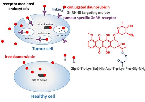 Enhanced In Vitro Antitumor Activity of GnRH-III-Daunorubicin ...