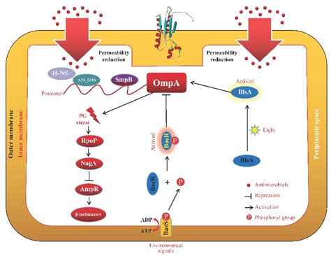 All Known Porins Are Proteins Composed Of at Matthew Mendelsohn blog