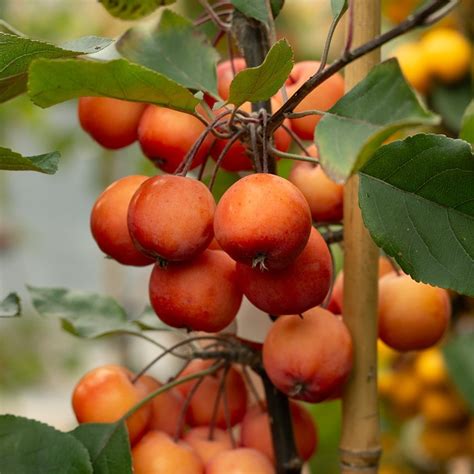 Buy crab apple Malus 'John Downie': Delivery by Waitrose Garden