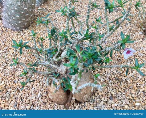 Elephant Foot Plant Pachypodium Saundersii Stock Photo - Image of ...