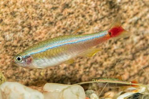 Caresheet: White Cloud Mountain Minnow | Tanichthys Albonubes