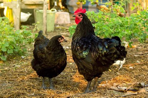 Black Australorp Chicken: Breed Profile & Pictures
