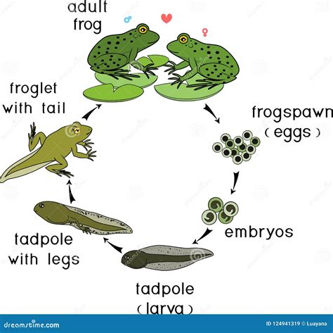Frog Reproduction Cycle