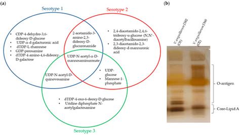 Comparative Genomic Analysis of Virulent Vibrio (Listonella ...