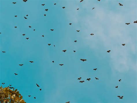 Rabid bats take over Los Angeles as officials issue warning - THIS ...