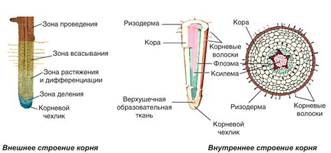 § 0—3. Особенности строения вегетативных органов растений: Корень