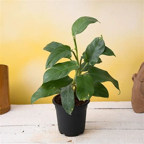 Buy Philodendron Ceylon Plant at best price in India - DecorHomz ...
