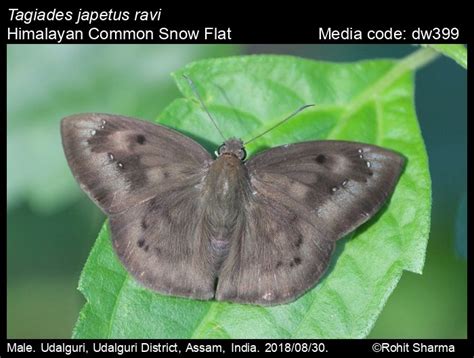 Tagiades japetus | Butterfly