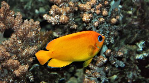Coral Reef Fish Pictures And Names