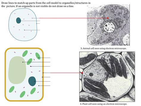 Cell Structure Under Microscope 的图像结果