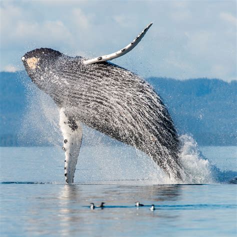 Whale Animal Meaning