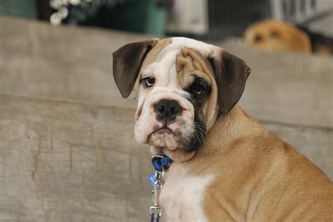 Free Images : animal, cute, male, pet, boxer, vertebrate, dog breed ...