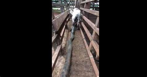 Image result for Python Attacking Prey
