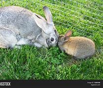 Image result for Mama and Baby Bunny