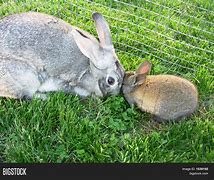 Image result for Mom and Baby Rabbit